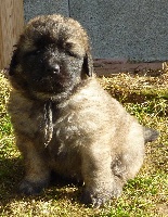 CHIOT