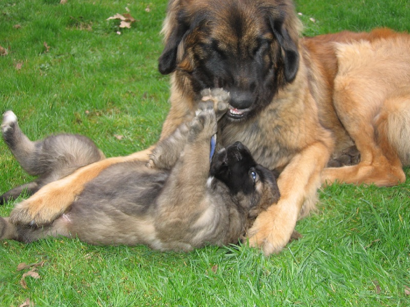 Bébés Léos