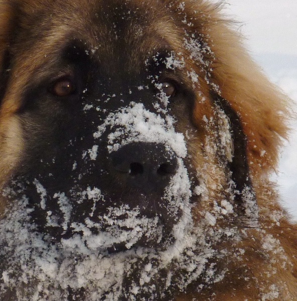 Les Léos et la neige