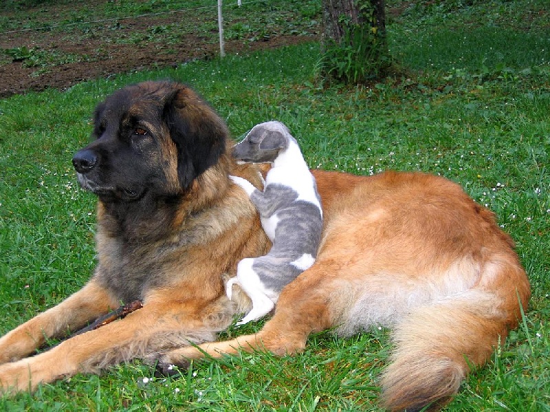 Léos et Whippets