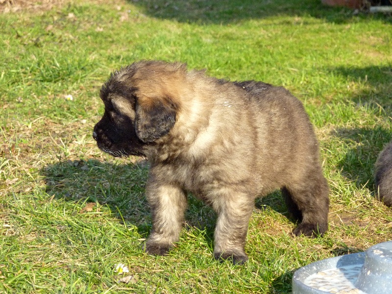 Les petits Elfes (chiots d'Elfy).